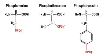 peptide phosphorylation